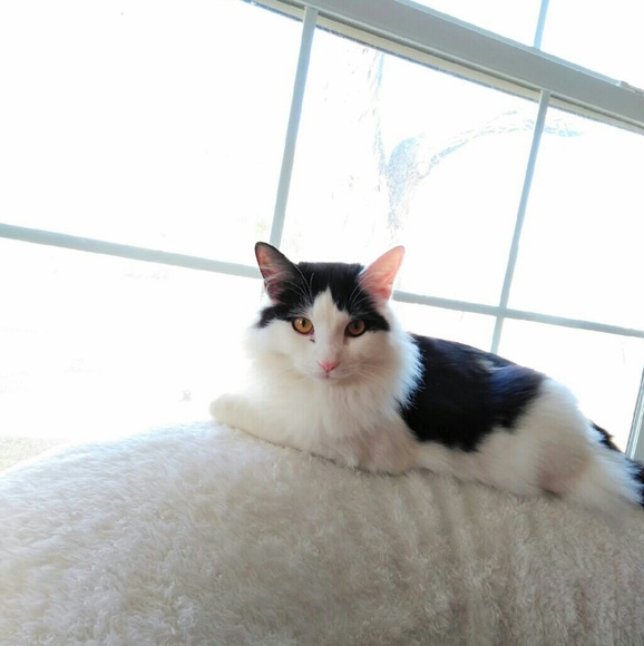 Meet your Posher, Lovely Lotus Vintage - Picture 3 of 6